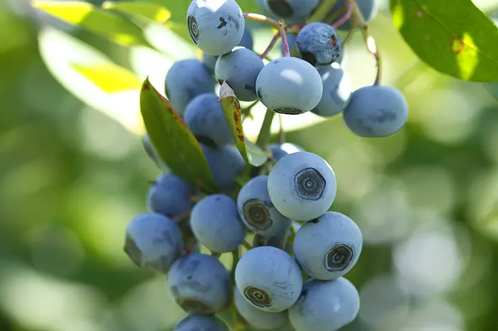 果樹図鑑・家庭で育てたい果物の種類｜みんなの趣味の園芸（NHK出版）