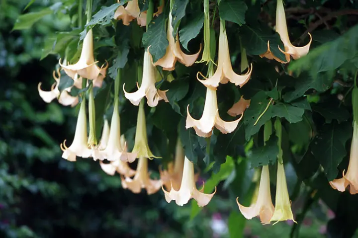 エンジェルストランペットとは｜育て方がわかる植物図鑑｜みんなの趣味 