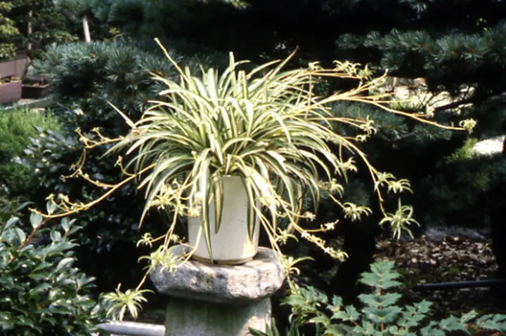 オリヅルランの育て方・栽培方法｜植物図鑑｜みんなの趣味の園芸（NHK