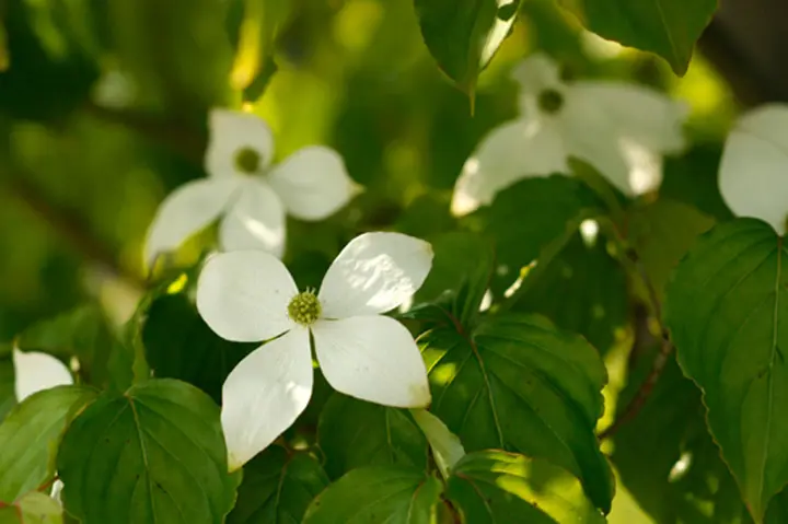 ヤマボウシとは｜育て方がわかる植物図鑑｜みんなの趣味の園芸（NHK出版）