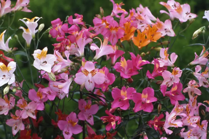 アルストメリア アルストロメリア苗 flower-net_z240405002