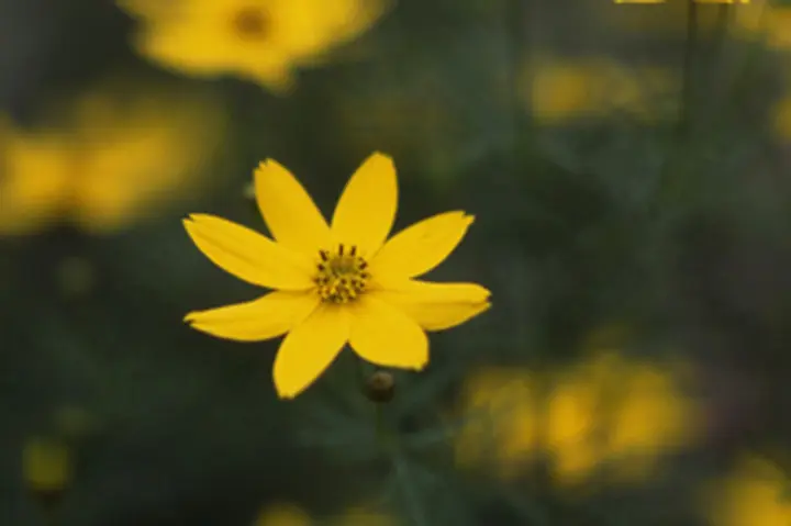 コレオプシスとは｜育て方がわかる植物図鑑｜みんなの趣味の園芸