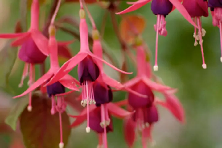 フクシアの育て方・栽培方法｜植物図鑑｜みんなの趣味の園芸（NHK出版）