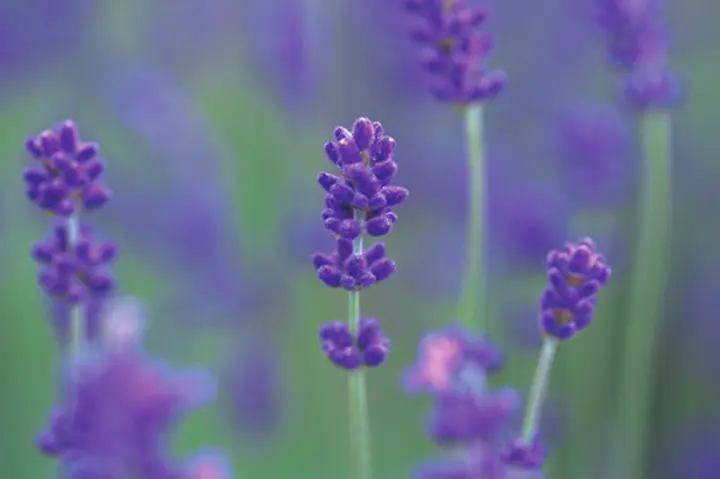 ラベンダーとは｜育て方がわかる植物図鑑｜みんなの趣味の園芸（NHK出版）