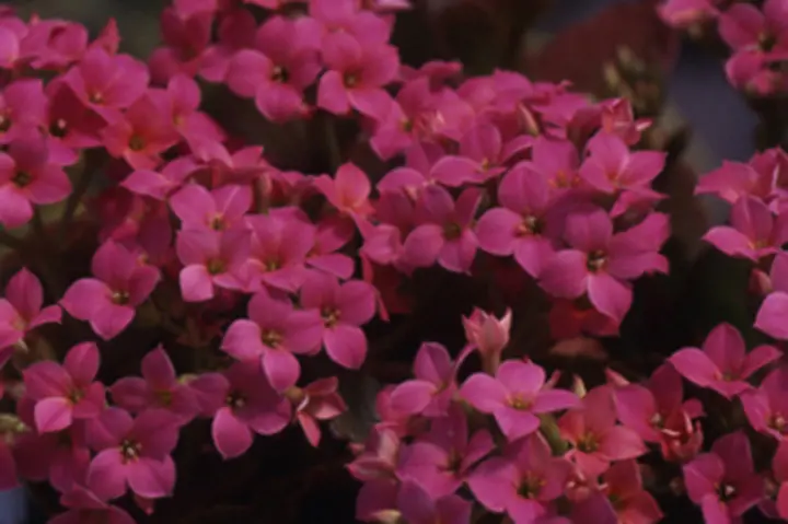 カランコエ（鉢花）とは｜育て方がわかる植物図鑑｜みんなの趣味