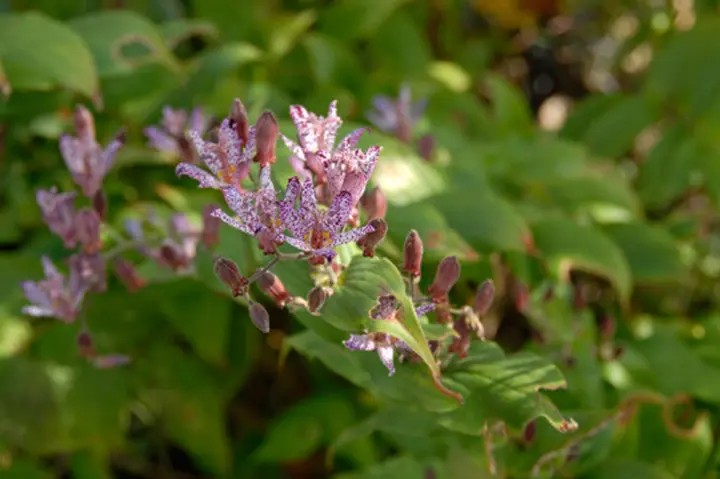 ホトトギスとは｜育て方がわかる植物図鑑｜みんなの趣味の園芸（NHK出版）