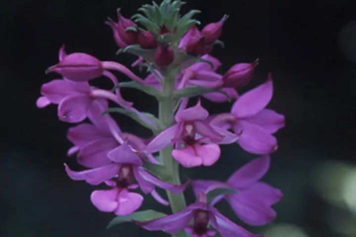 エビネ（夏咲き）の育て方・栽培方法｜植物図鑑｜みんなの趣味の園芸