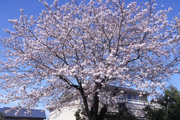 日本のサクラの種・品種マニュアル サ行 | 桜図鑑｜公益財団法人日本花の会