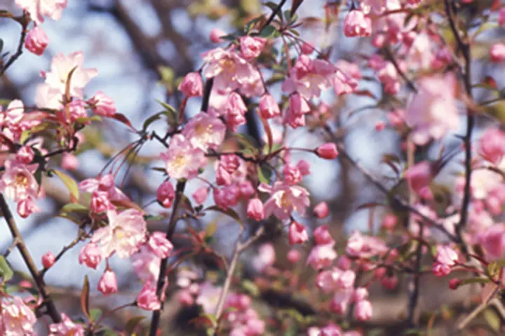 ハナカイドウとは｜育て方がわかる植物図鑑｜みんなの趣味の園芸（NHK