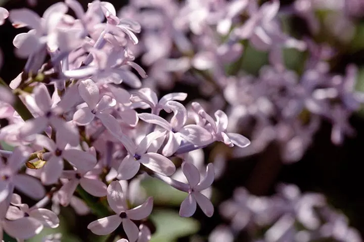 ライラックとは｜育て方がわかる植物図鑑｜みんなの趣味の園芸（NHK出版）