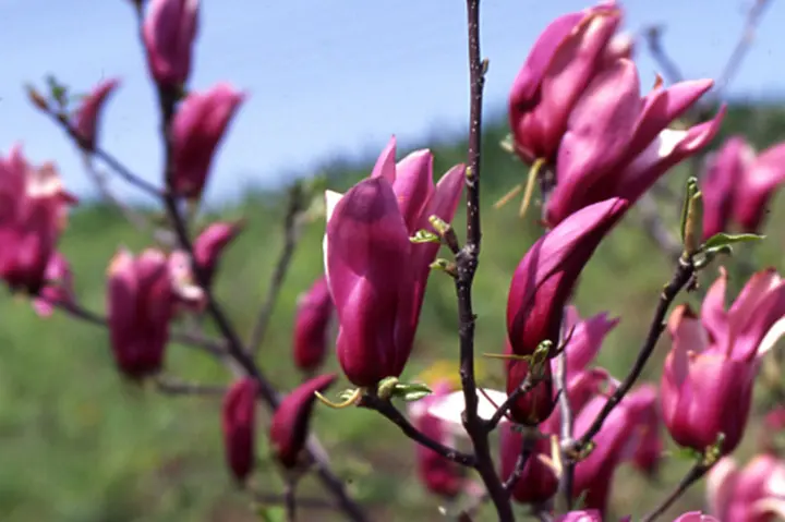 モクレンとは｜育て方がわかる植物図鑑｜みんなの趣味の園芸（NHK出版）