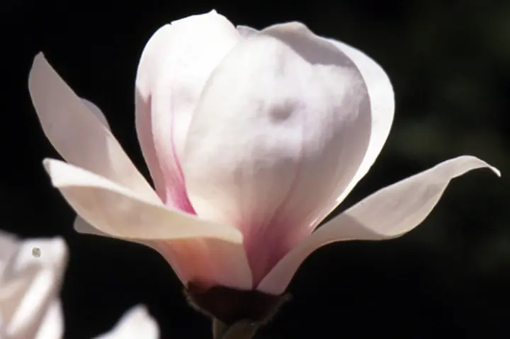 マグノリアとは｜育て方がわかる植物図鑑｜みんなの趣味の園芸（NHK出版）