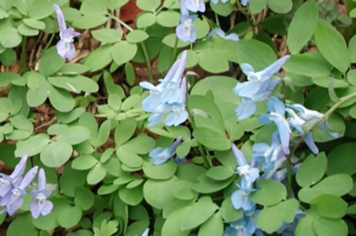 エゾエンゴサクとは｜育て方がわかる植物図鑑｜みんなの趣味の園芸