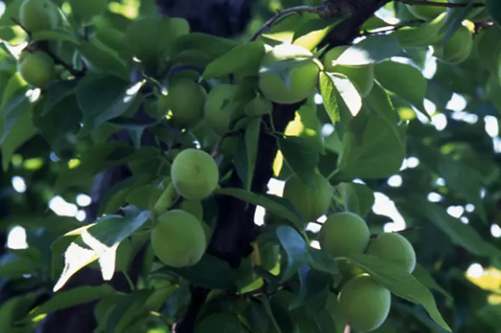 ウメ(実ウメ)とは|育て方がわかる植物図鑑|みんなの趣味の園芸(NHK出版)