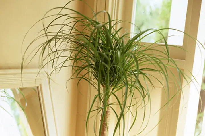 観葉植物図鑑・おすすめの人気観葉植物37種類を紹介|みんなの 観葉植物図鑑・おすすめの人気観葉植物37種類を紹介|みんなの