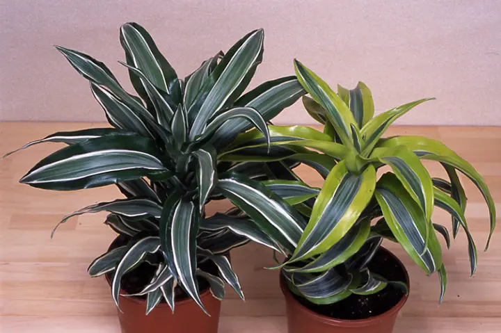 ドラセナ・フラグランス（デレメンシス）の育て方・栽培方法｜植物図鑑