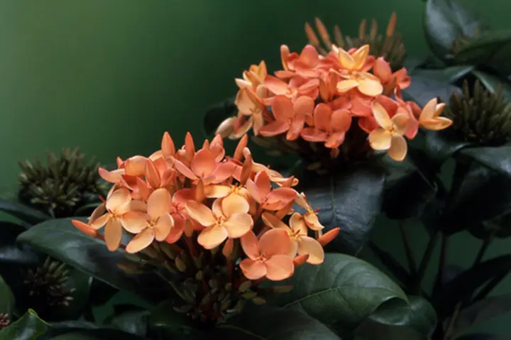 サンタンカとは｜育て方がわかる植物図鑑｜みんなの趣味の園芸