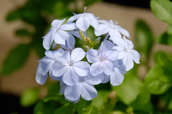 プルンバーゴ るいまつり ブルー 超大株 プルンバーゴ』 『ルリマツリ