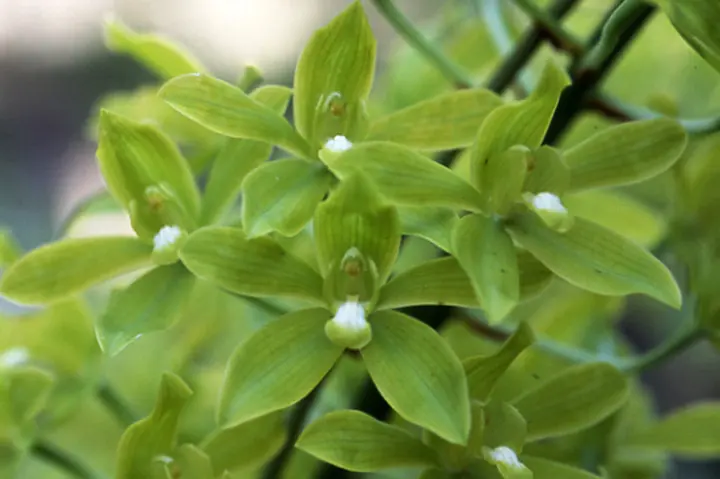 グラマトフィラムの育て方・栽培方法｜植物図鑑｜みんなの趣味の