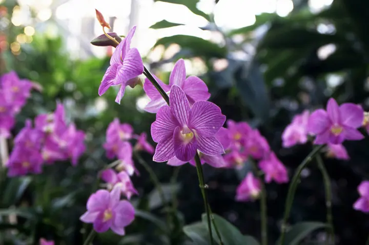デンファレとは｜育て方がわかる植物図鑑｜みんなの趣味の園芸（NHK出版）