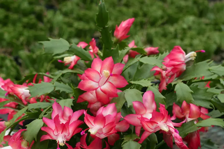 シャコバサボテンとは｜育て方がわかる植物図鑑｜みんなの趣味の園芸