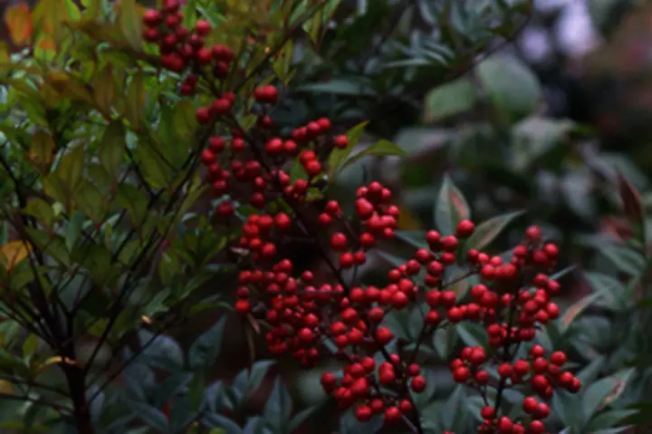 ナンテンとは｜育て方がわかる植物図鑑｜みんなの趣味の園芸（NHK出版）