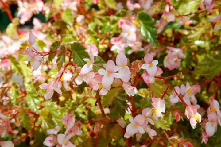 木立ち性ベゴニアとは｜育て方がわかる植物図鑑｜みんなの趣味の園芸