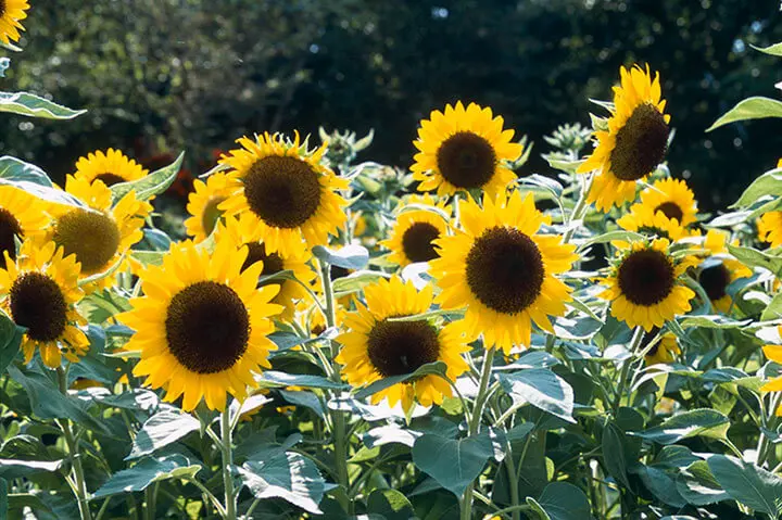ヒマワリとは｜育て方がわかる植物図鑑｜みんなの趣味の園芸（NHK出版） 
