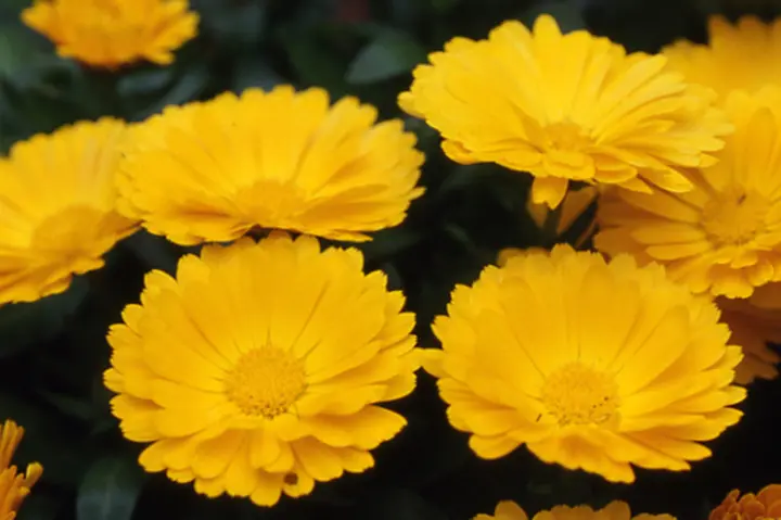 カレンデュラ（キンセンカ）とは｜育て方がわかる植物図鑑｜みんなの