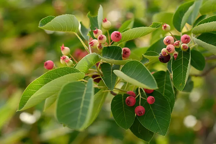 ジューンベリーとは｜育て方がわかる植物図鑑｜みんなの趣味の園芸