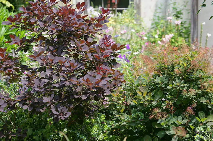 スモークツリーとは｜育て方がわかる植物図鑑｜みんなの趣味の園芸 