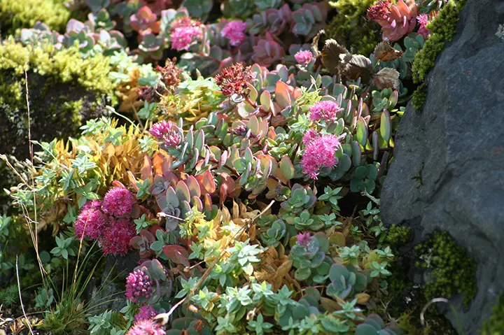 ミセバヤの育て方・栽培方法｜植物図鑑｜みんなの趣味の園芸（NHK出版）