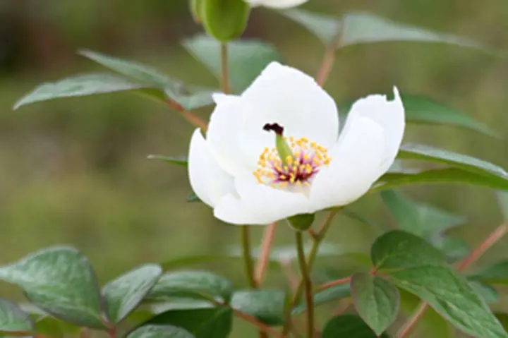ヤマシャクヤクの育て方・栽培方法｜植物図鑑｜みんなの趣味の