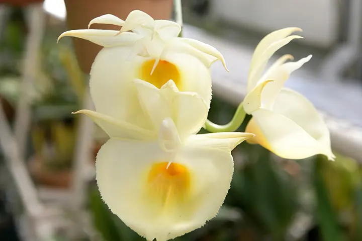 カタセタムとは｜育て方がわかる植物図鑑｜みんなの趣味の園芸