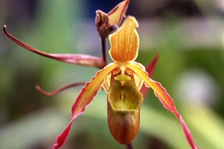 フラグミペディウムとは｜育て方がわかる植物図鑑｜みんなの趣味の園芸
