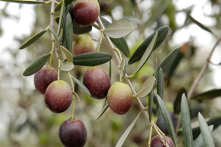 オリーブとは｜育て方がわかる植物図鑑｜みんなの趣味の園芸