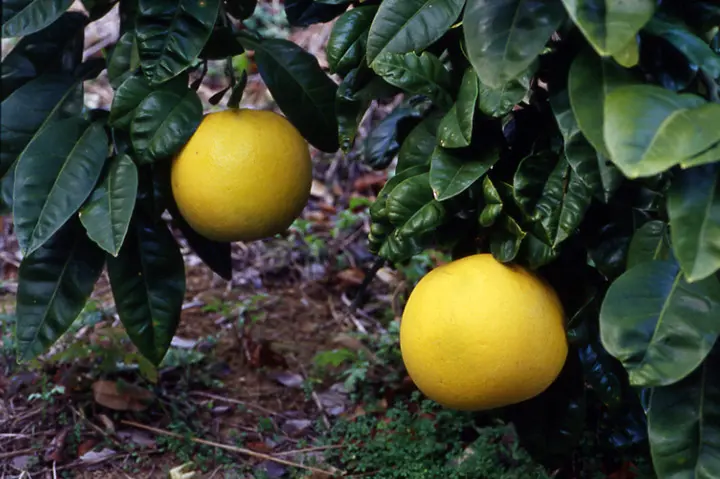 ブンタン類の育て方・栽培方法|植物図鑑|みんなの趣味の園芸 ブンタン類の育て方・栽培方法|植物図鑑|みんなの趣味の園芸