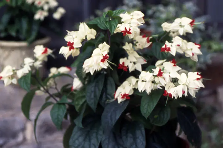 ゲンペイカズラとは｜育て方がわかる植物図鑑｜みんなの趣味の園芸