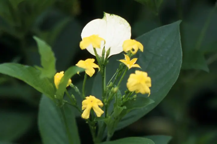 コンロンカピンク　苗 コンロンカピンク 苗