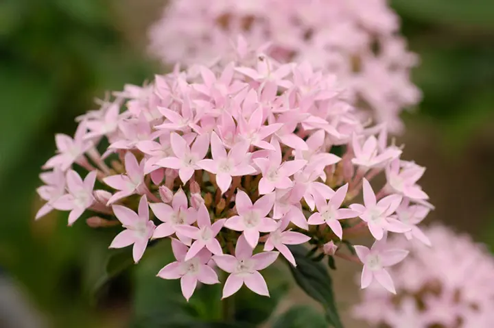 花の名随筆 7 七月の花 花の名随筆 7 七月の花 - メルカリ