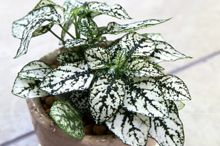 ヒポエステスとは|育て方がわかる植物図鑑|みんなの趣味の園芸 ヒポエステスとは|育て方がわかる植物図鑑|みんなの趣味の園芸