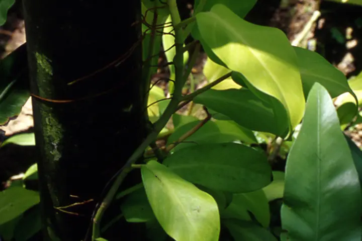 ❣️確認用でございます(o^^o) フィロデンドロン・旅人の木 フィロデンドロン】フィロデンドロン…沼ではないか？（Vlog/013