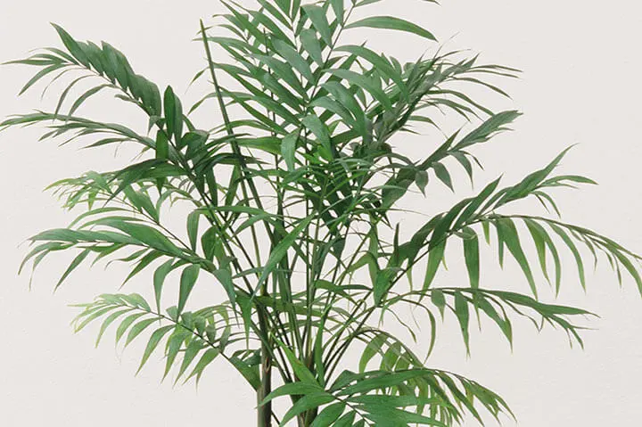 変葉木さま専用 耐寒ヤシ3種4苗 楽天市場】ヤシの木 【サバルヤシ】 ポット苗 : 苗木部 by 花