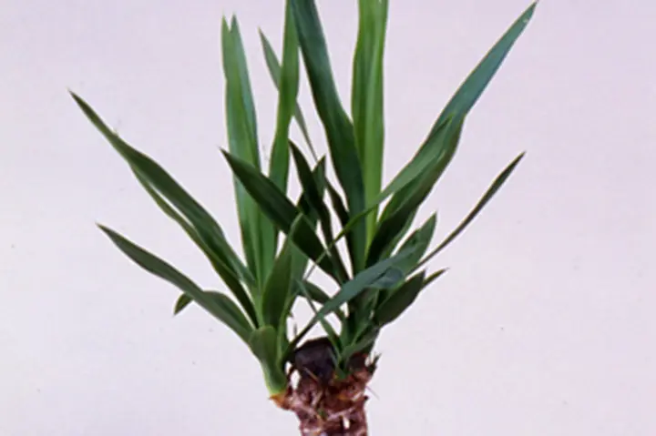 約4年育成・健康株！ユッカ属 大型ロゼット 約4年育成・健康株！ユッカ属 大型ロゼット