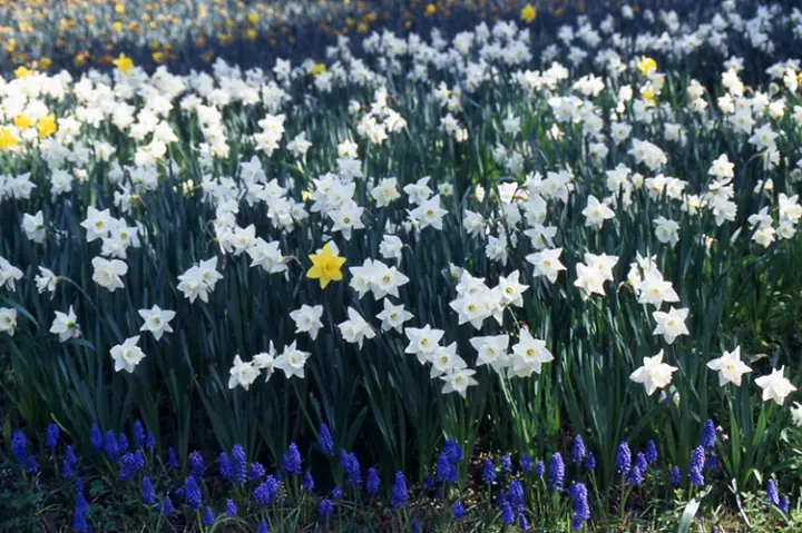 スイセンの育て方・栽培方法｜植物図鑑｜みんなの趣味の園芸（NHK出版）