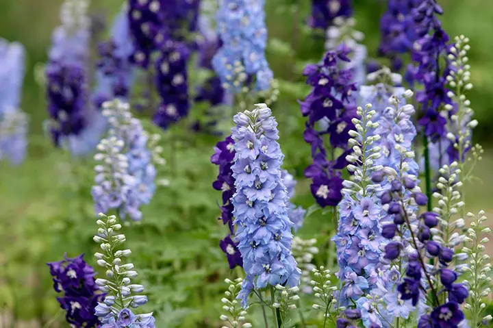 デルフィニウムとは｜育て方がわかる植物図鑑｜みんなの趣味の園芸 