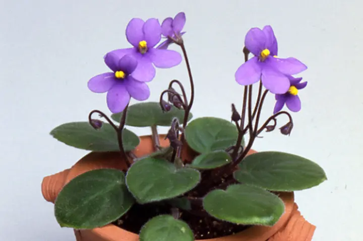 セントポーリアの育て方・栽培方法｜植物図鑑｜みんなの趣味の