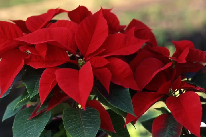 ポインセチアとは｜育て方がわかる植物図鑑｜みんなの趣味の園芸（NHK