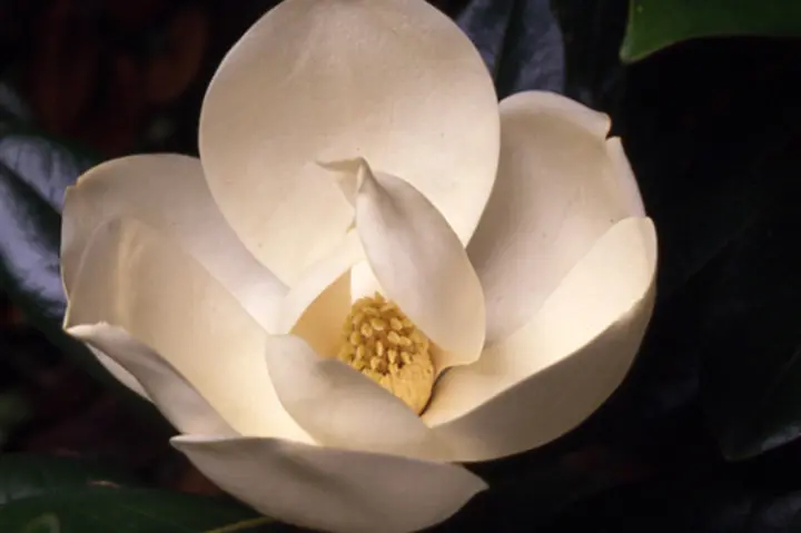 タイサンボクの育て方・栽培方法｜植物図鑑｜みんなの趣味の園芸