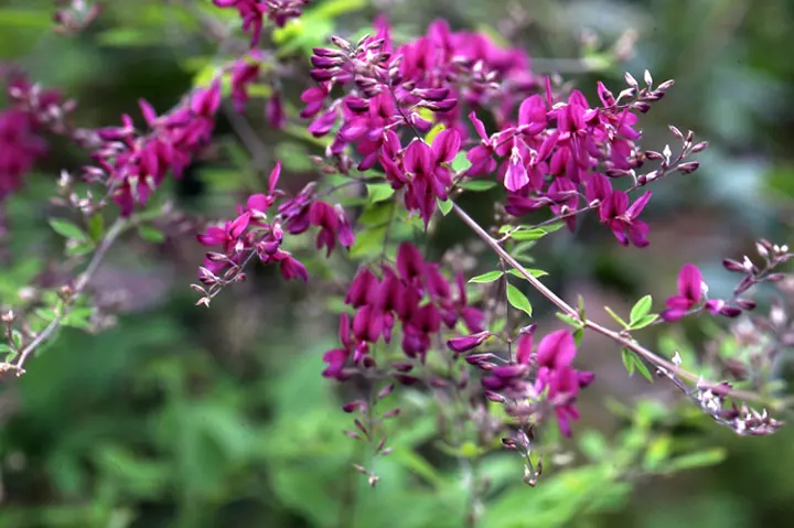 ハギ(萩)とは|育て方がわかる植物図鑑|みんなの趣味の園芸 ハギ(萩)とは|育て方がわかる植物図鑑|みんなの趣味の園芸